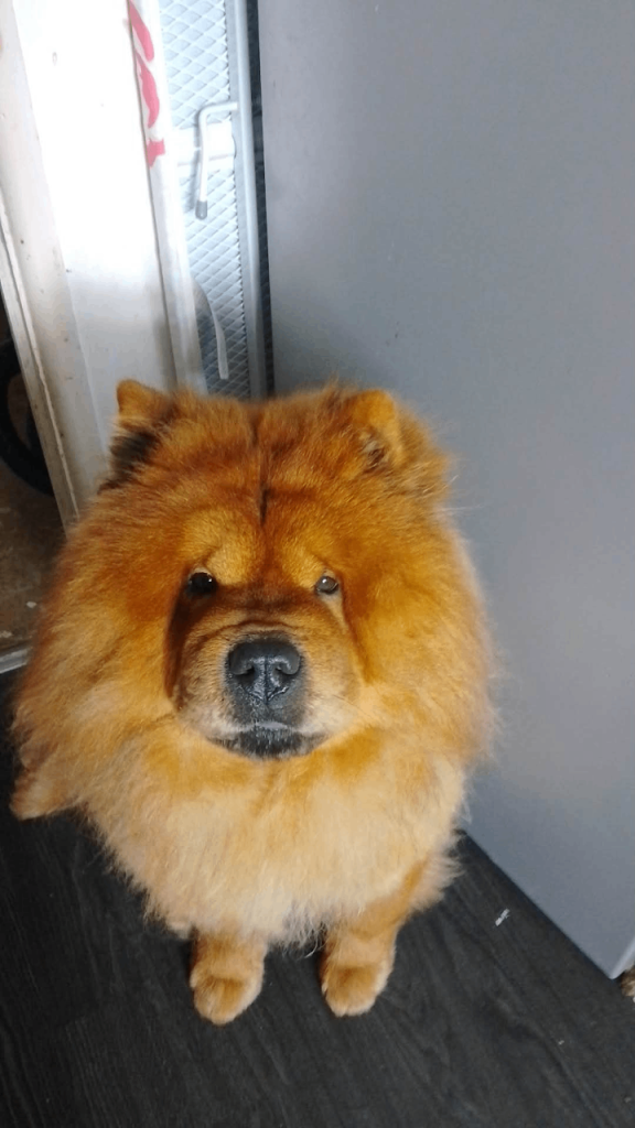 Luca the chow chow 