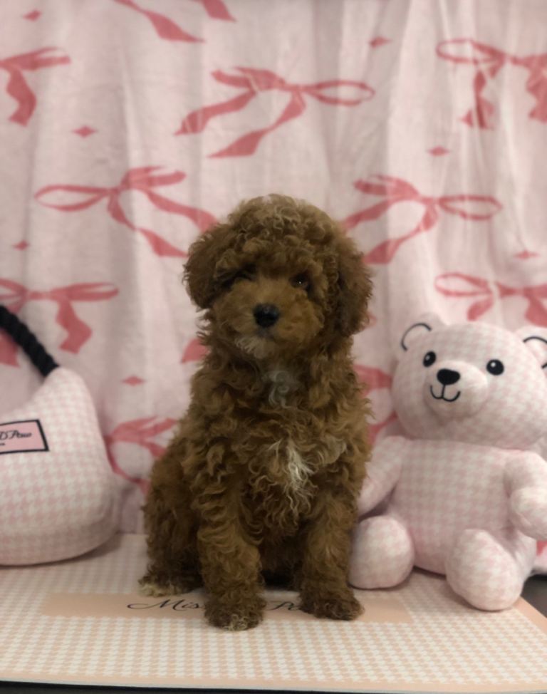 Kc Toy poodle puppies excessively hereditary tested clear 