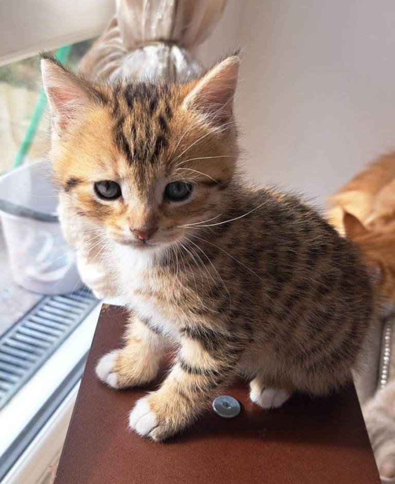 Beautiful Siberian cross shorthair kitten ready to be rehome