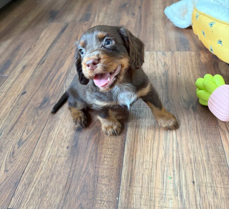 9 week old Cocker Spaniel Female Puppy Liver & Tan/Chocolate Brown