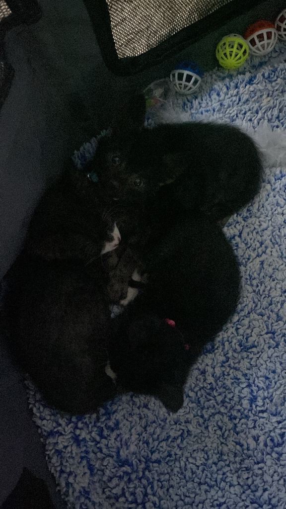 hand reared 8 week old Male kittens available 