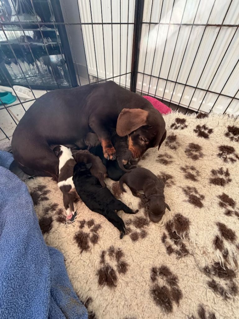 Long haired dachshund puppies , READY  NOW  