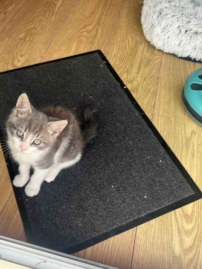 Kitten for sale 