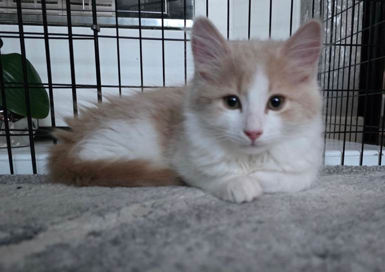 Longhaired Cream & White Kitten Male (READY TO GO)
