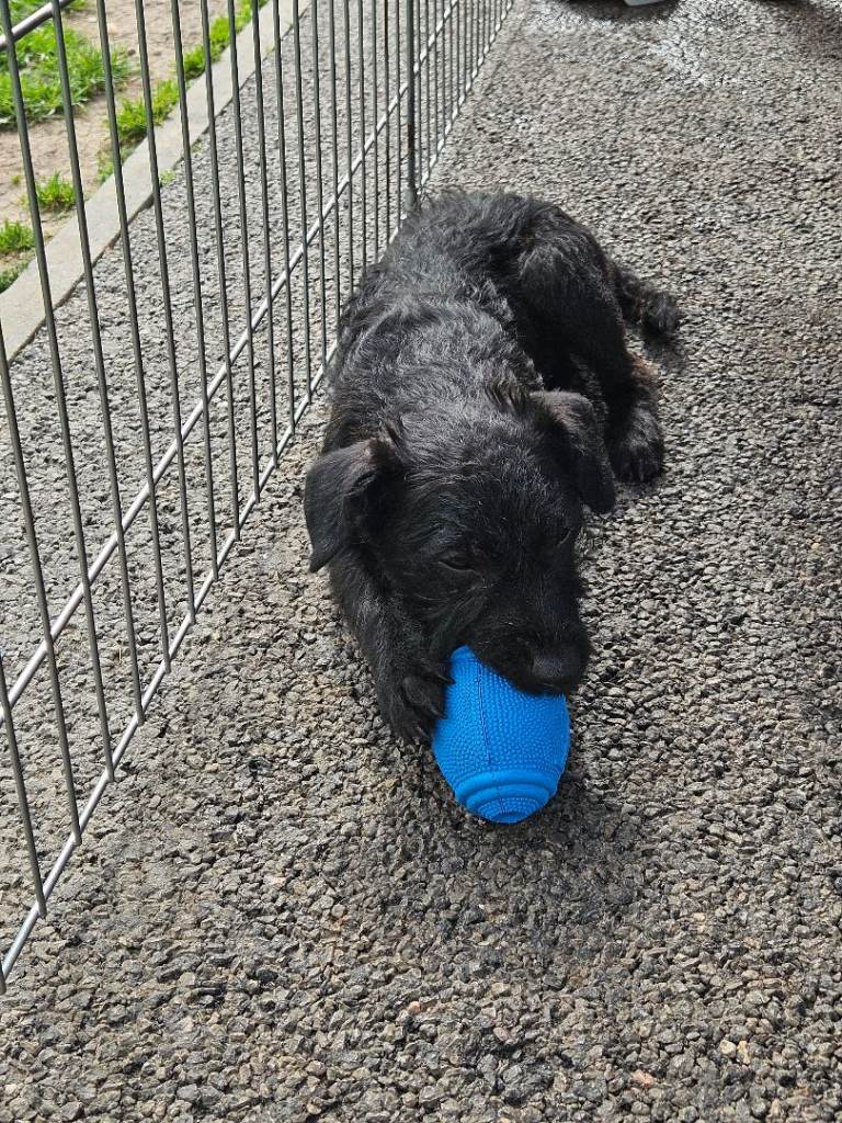  patterdale Terrier female 6 months old 