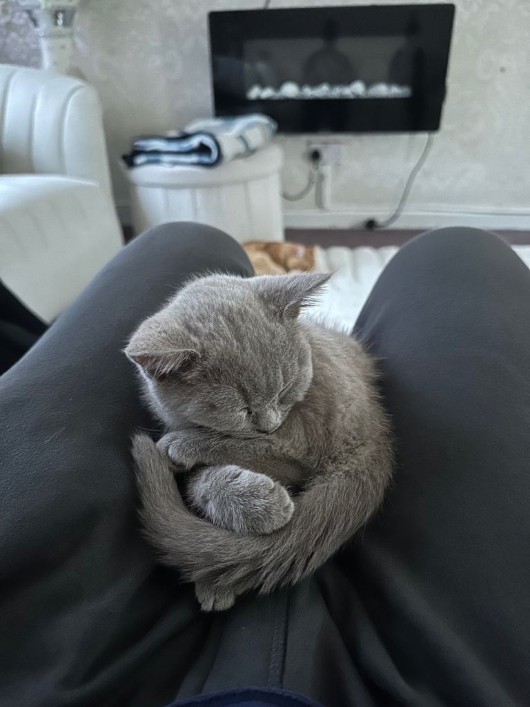 Pure british shorthair kitten(male) and longhair kitten(female)