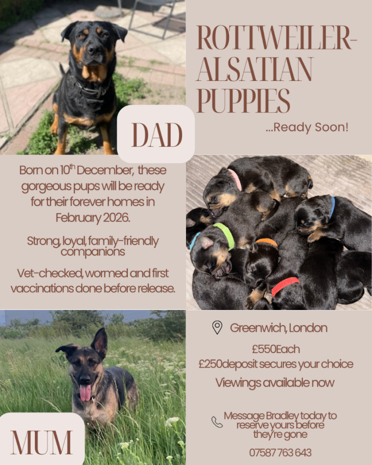 Alsatian and Rottweiler puppies for sale 