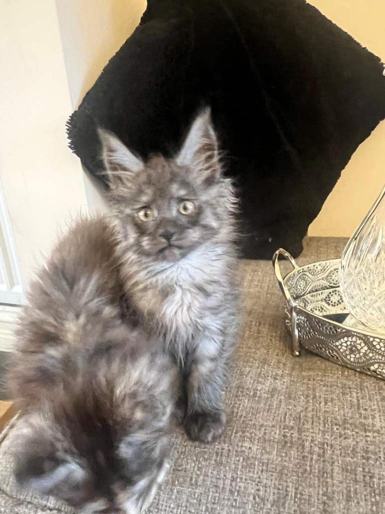 Maine coon kittens 