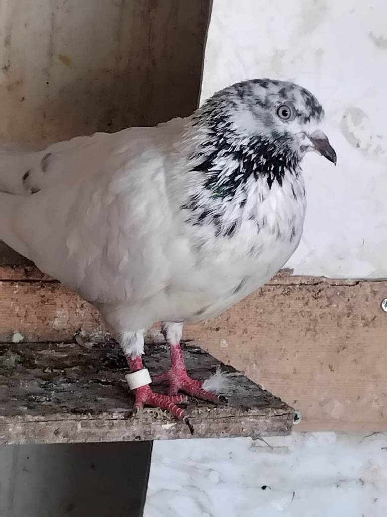 Pakistani Highflyer Pigeons