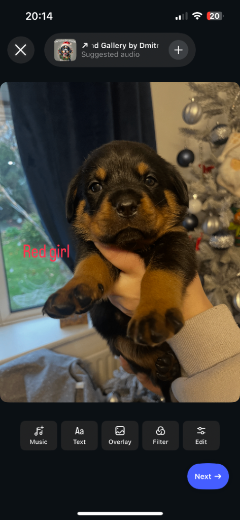 8 Beautiful Rottweiler puppies (Burton on Trent)