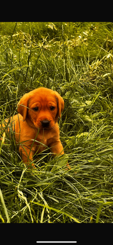 Pedigree Red Fox Labrador Puppies 
