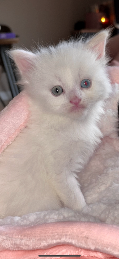 Ragdoll cross kitten