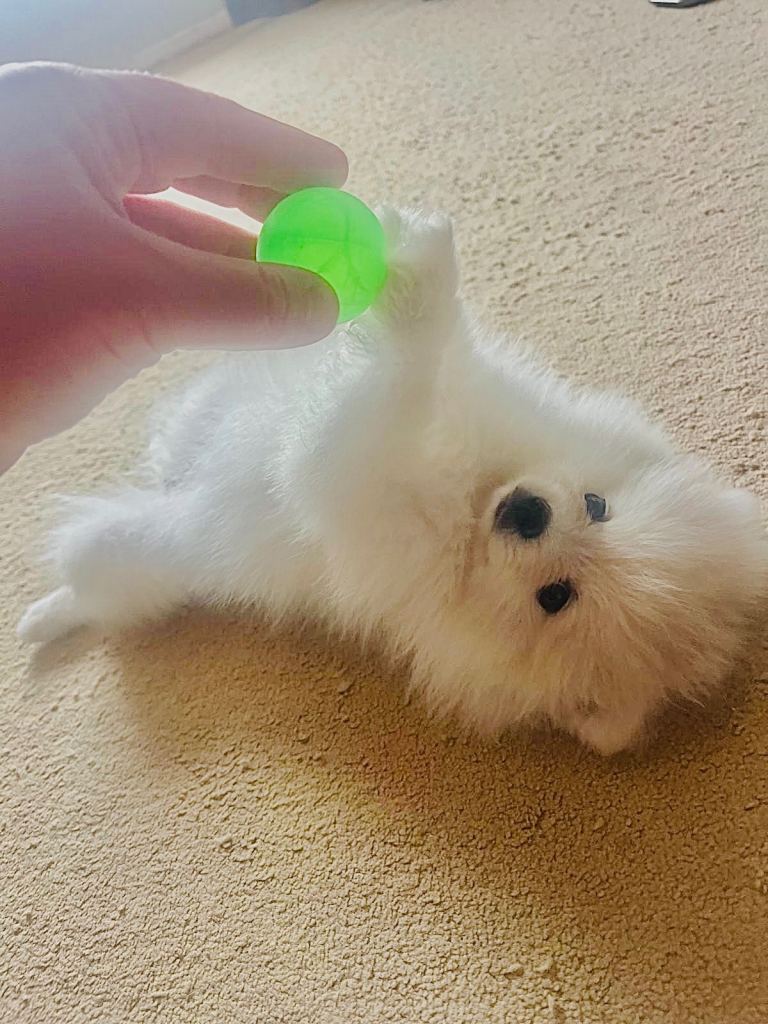 Beautiful Pom Pom looking new parents 
