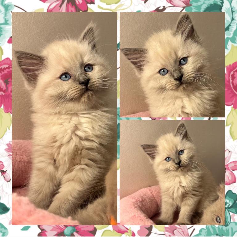 Beautiful Fluffy Ragdoll x British Shorthair Kittens