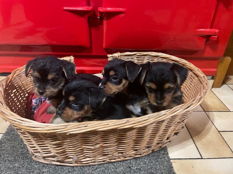 Yorkshire terrier x Jack Russell pups