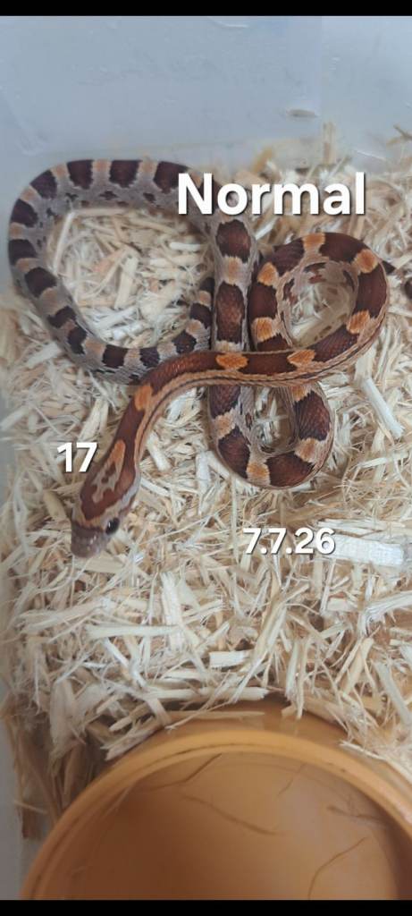  Cornsnake babys Ready now