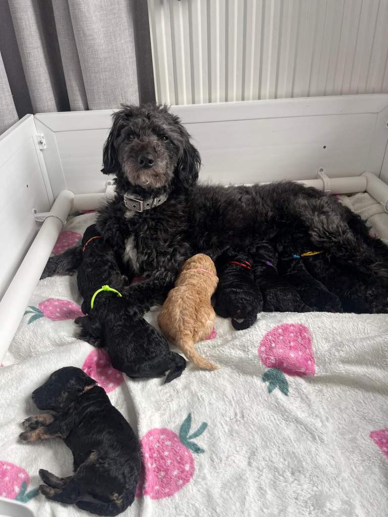 F1b collie x poodle puppies for sale 
