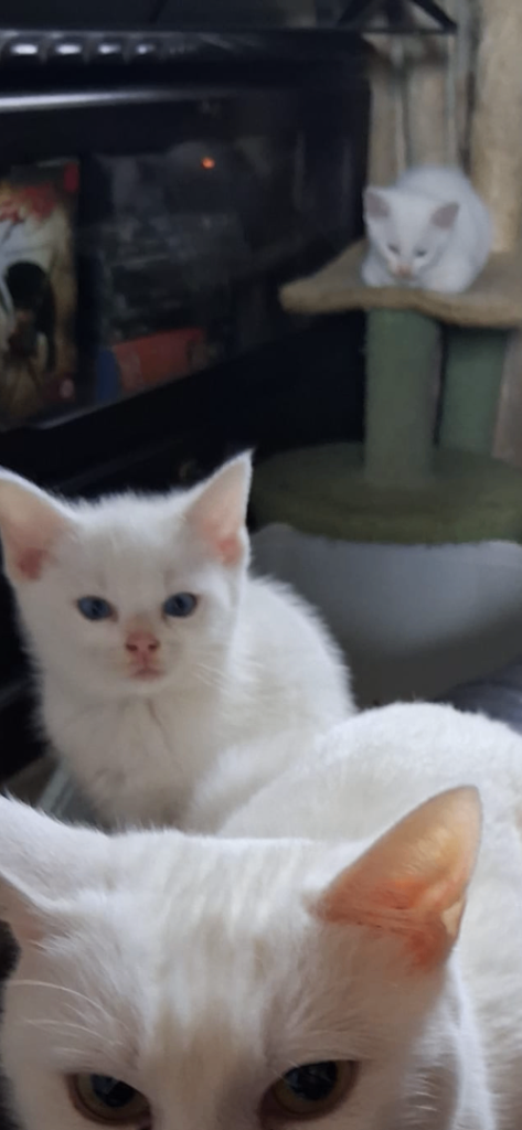 Kittens for sale