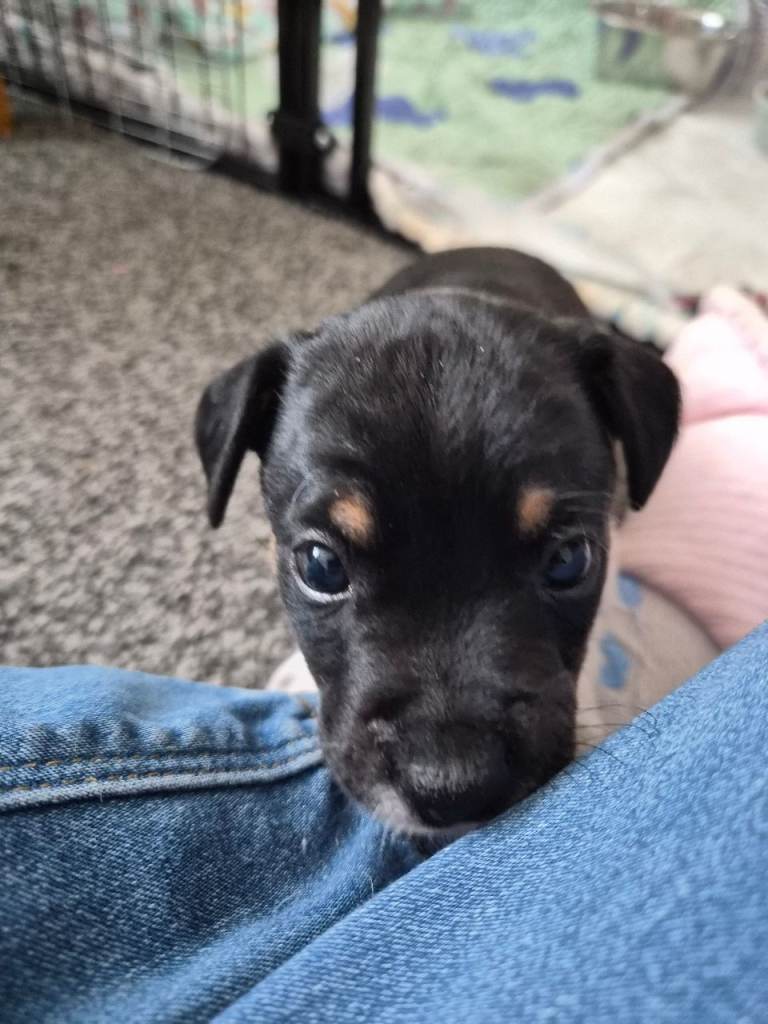 Jack russell puppies 