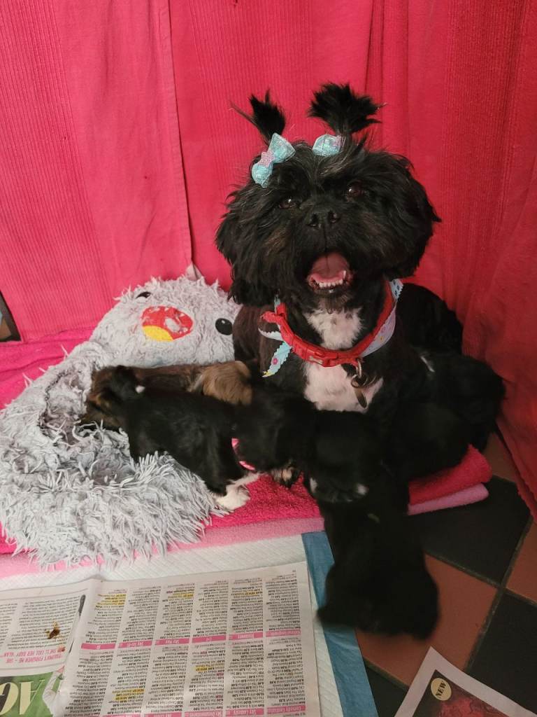Beautiful Lhasa Apso Puppies – Ready Now (Dad KC Registered)