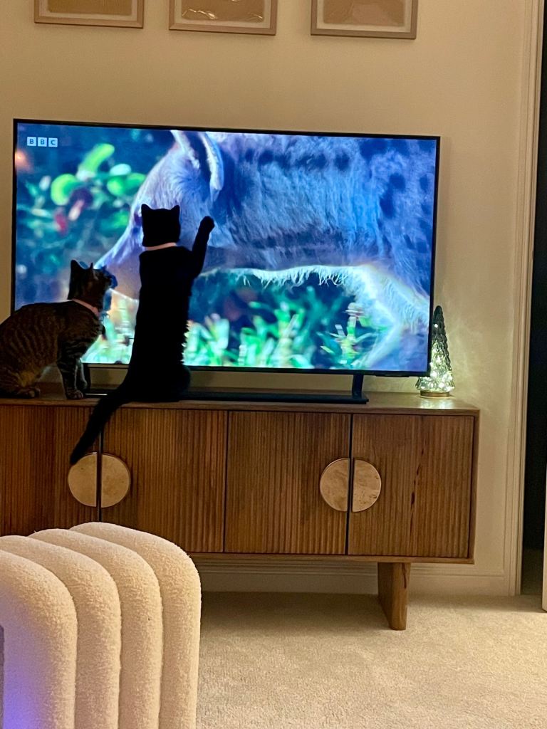 Female beautiful kittens (sisters)