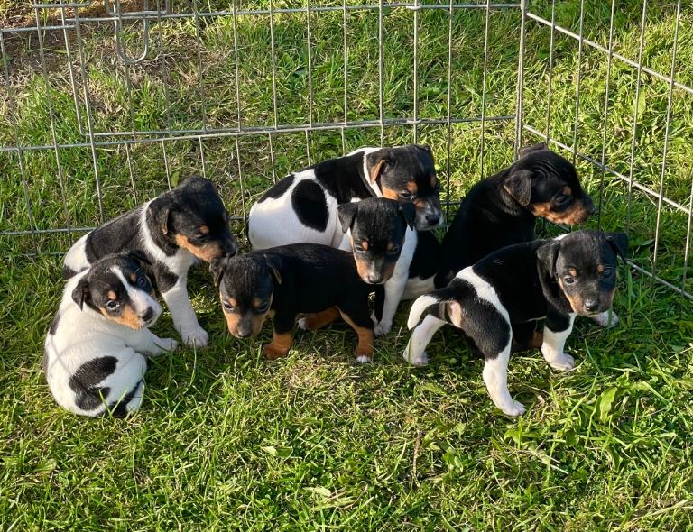 Jack Russell Puppies