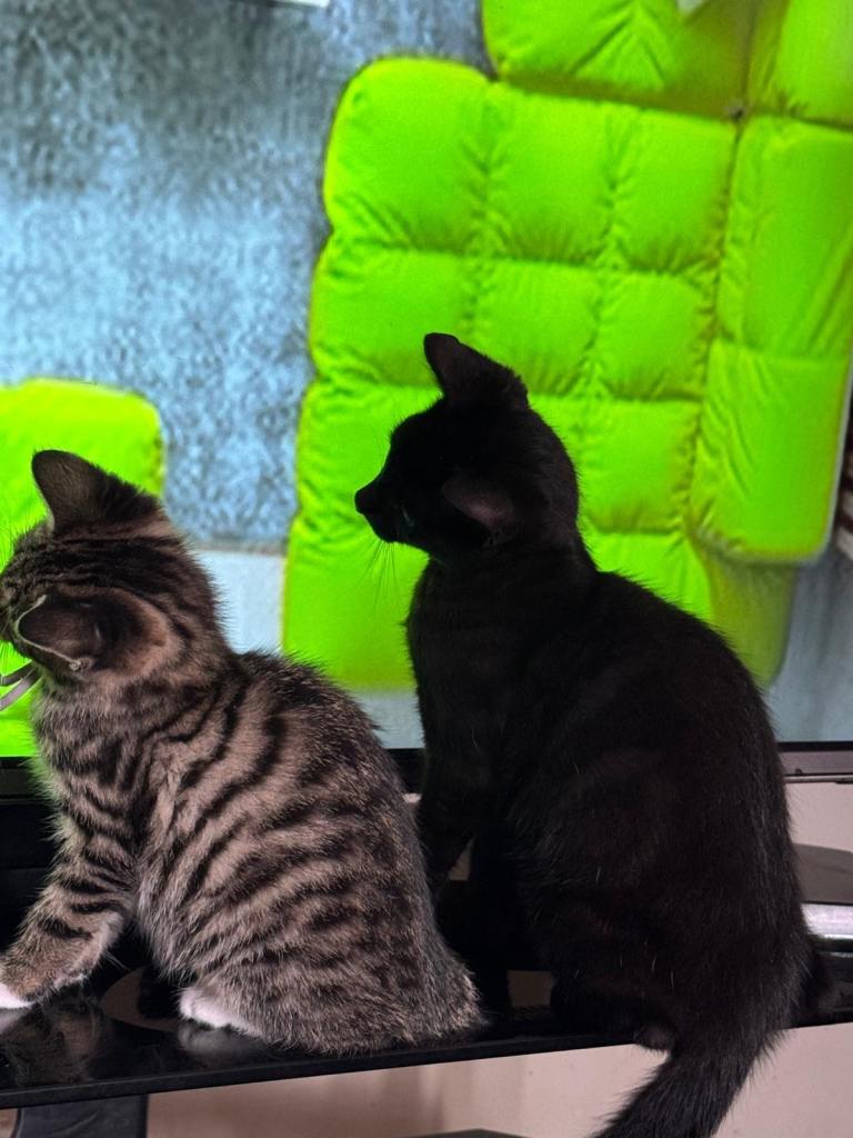 🐾 3 Stunning Bengal Cross Kittens Looking for Their Forever Homes 🐾