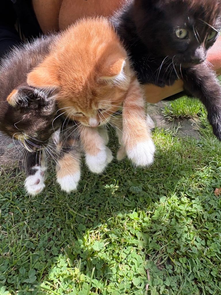 Kittens 8 weeks old 
