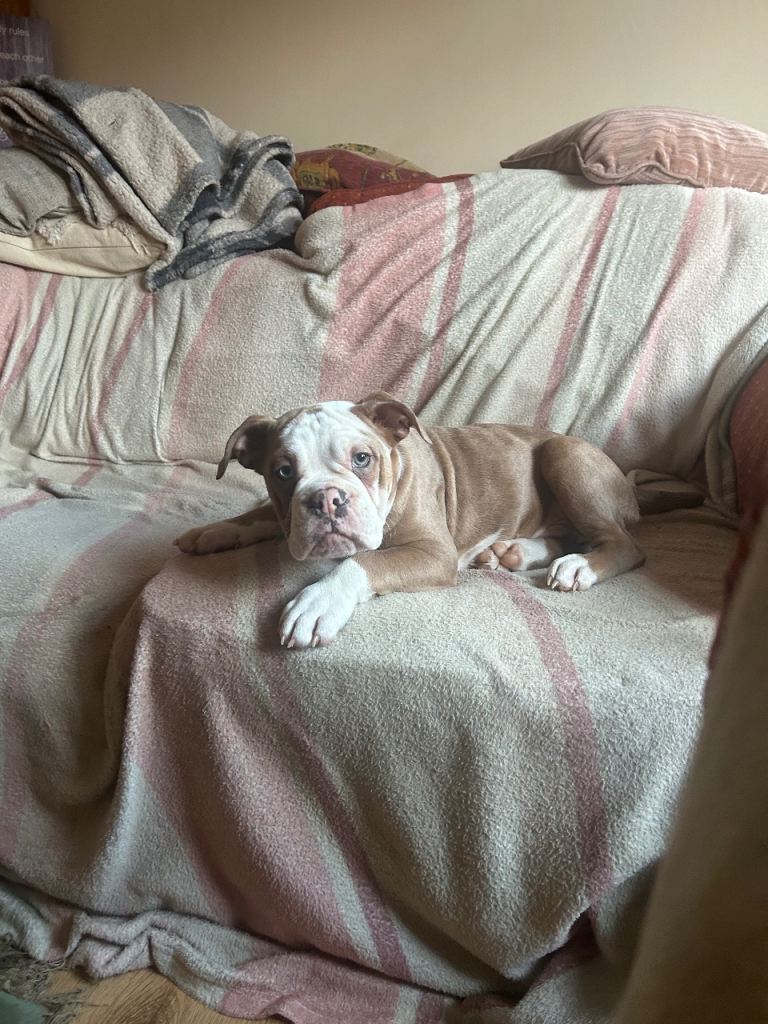 1 gorgeous old tyme bulldog 