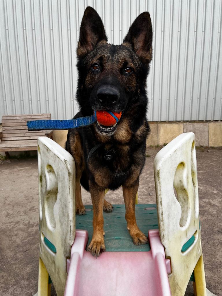 Dog