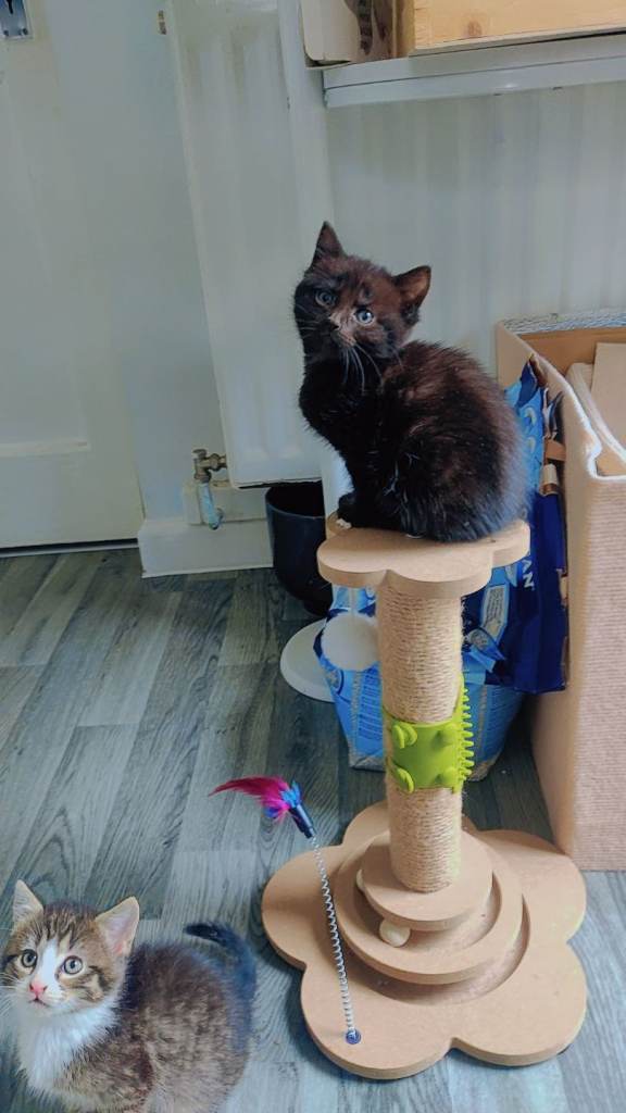 X2 adorable kittens 8 weeks ready to go 