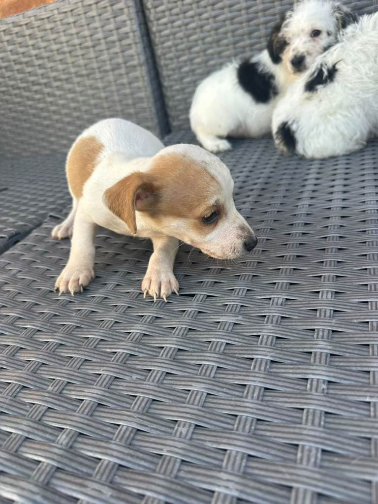 Jack ruseel pups 