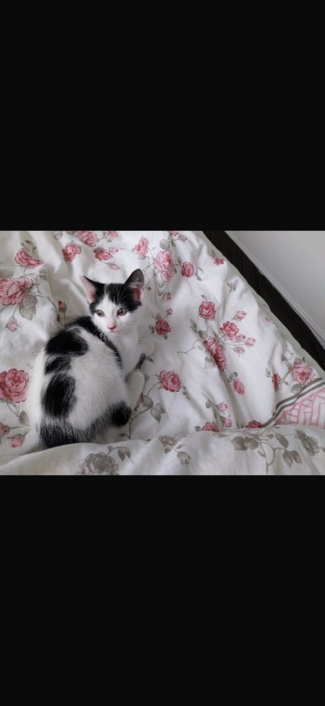     Cute Black & White Kitten – Newcastle