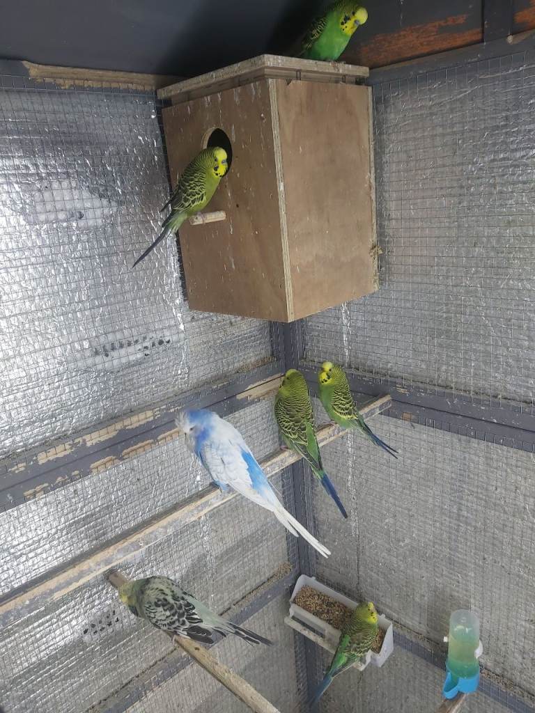 Budgies 