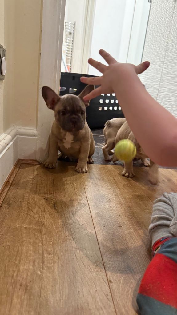 French bulldog puppies 