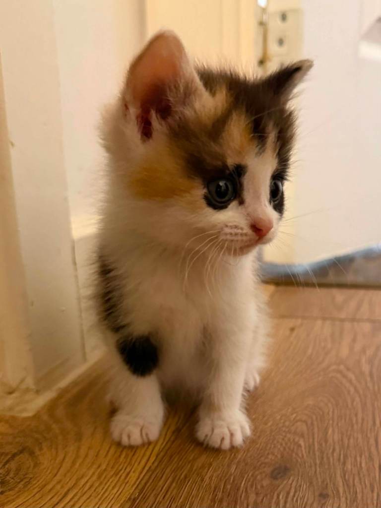 Female kitten for sale