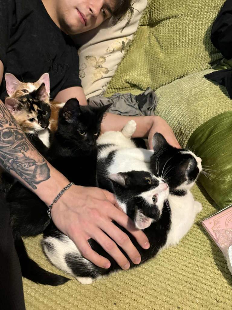 5 mixed beautiful and lovely kittens 