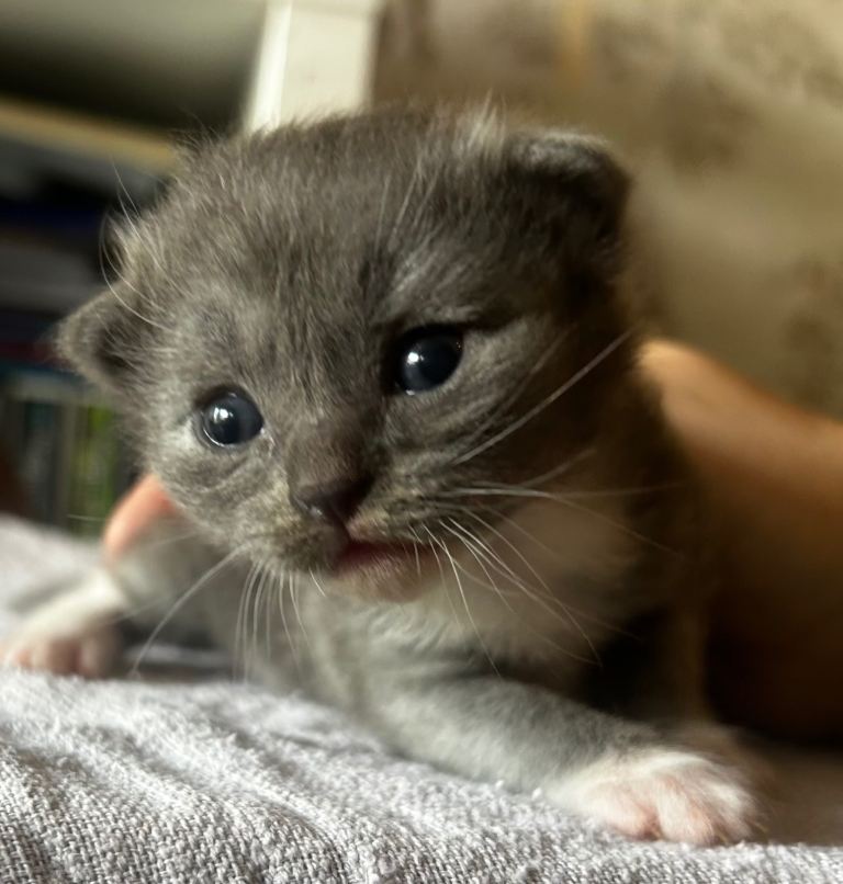 Ragdoll kittens for sale 