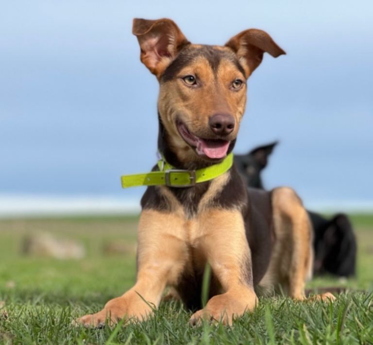 Australian Kelpie Rehome