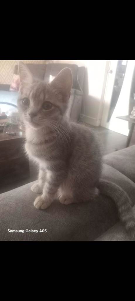 Half British short-hair  kittens