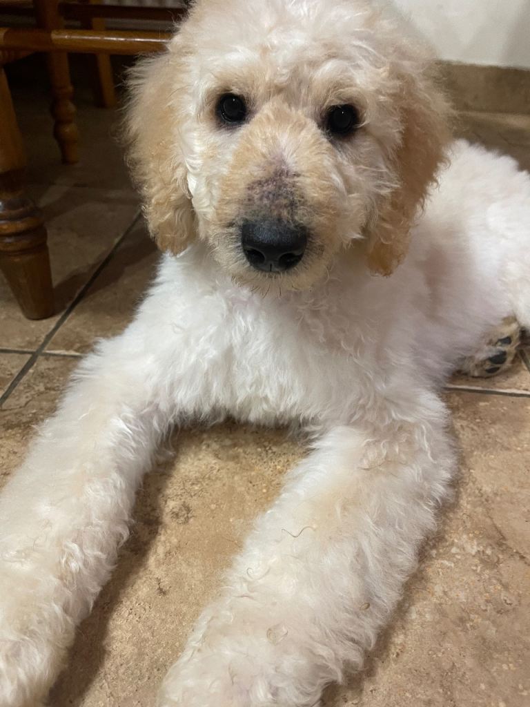 Labradoodle Puppy for sale