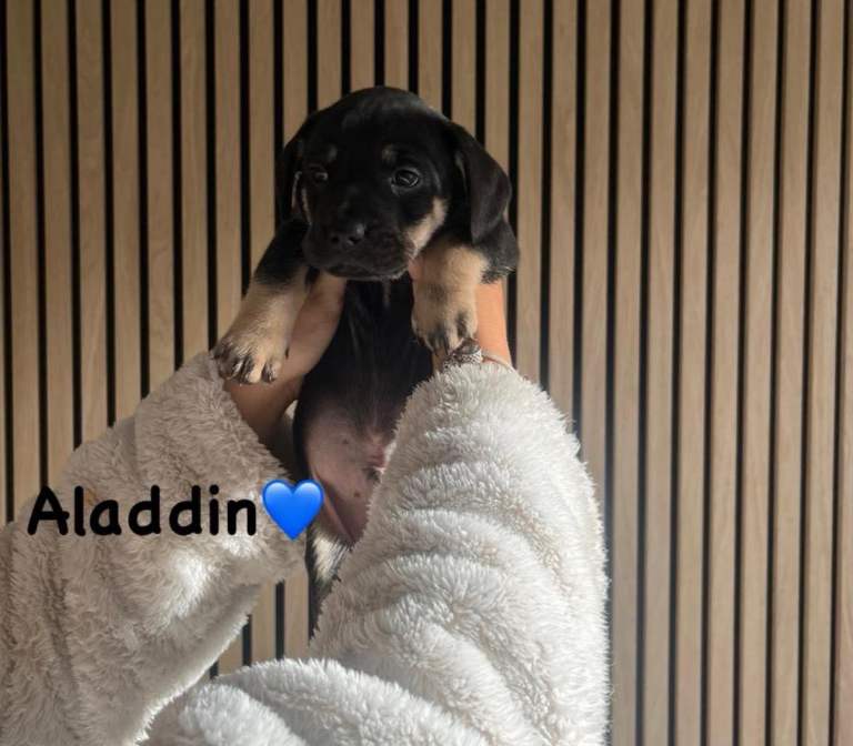 Half Frenchie & Half Dutchhound 