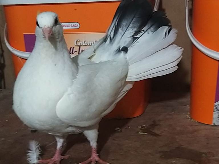 Young fantail pigeons for sale 