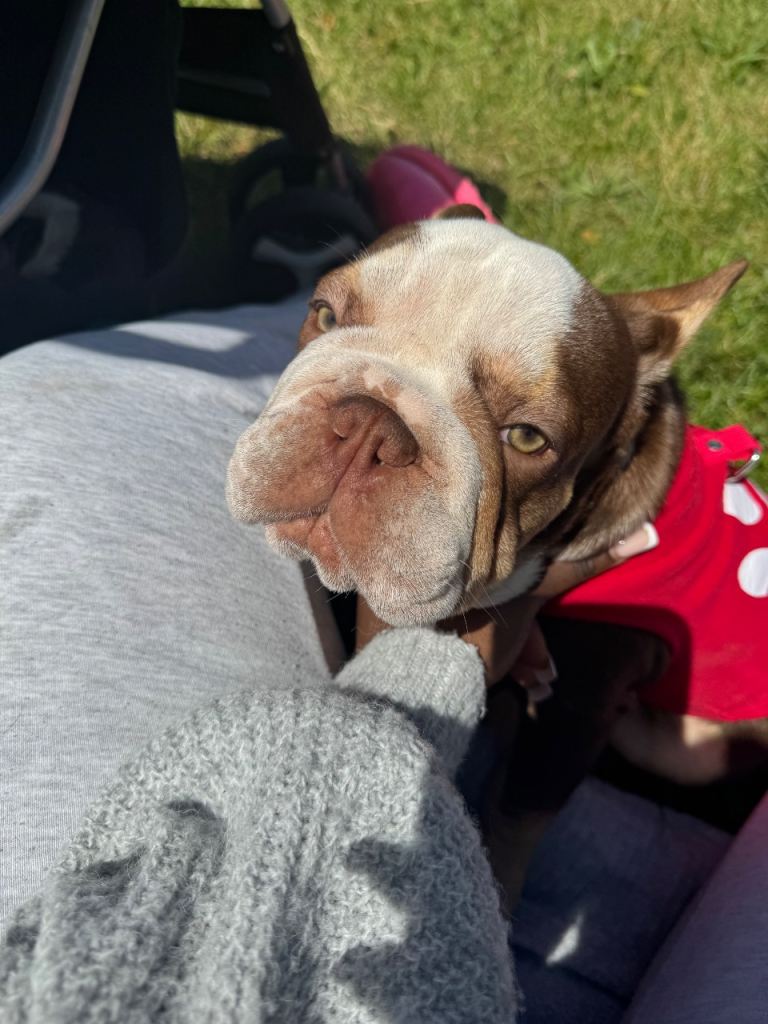 FRENCH BULLDOG 6months 