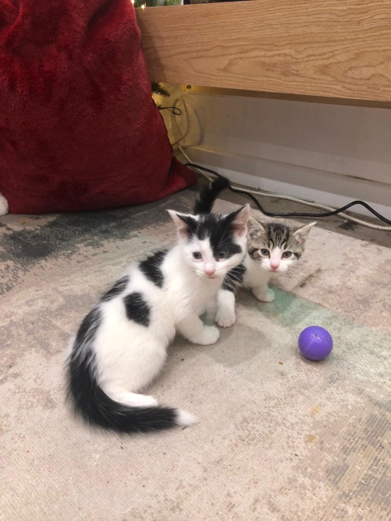 Lovely Kittens 8 weeks old ready 