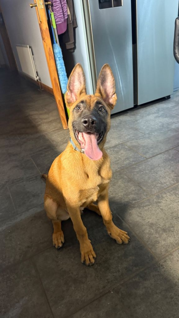  Male Belgian Malinois Puppy