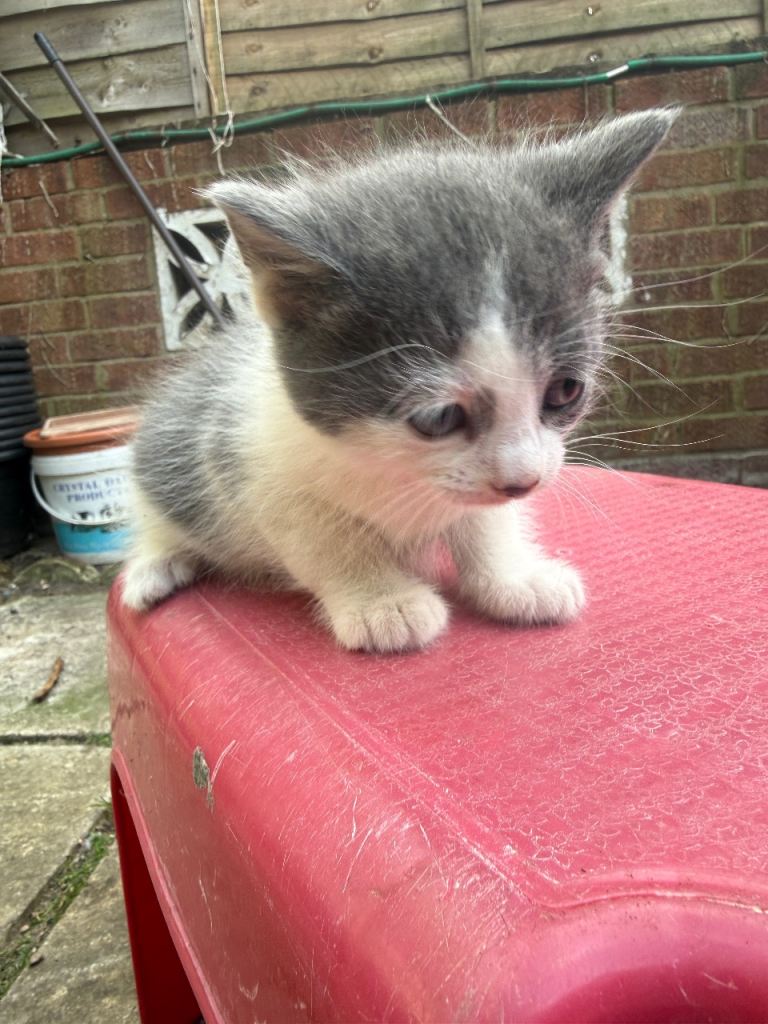Adorable grey and white kitten for sale 