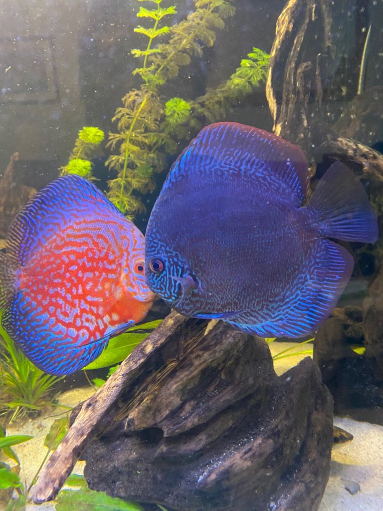 2 adult Discus Fish.  Panthera Leopard and Moonstone Red