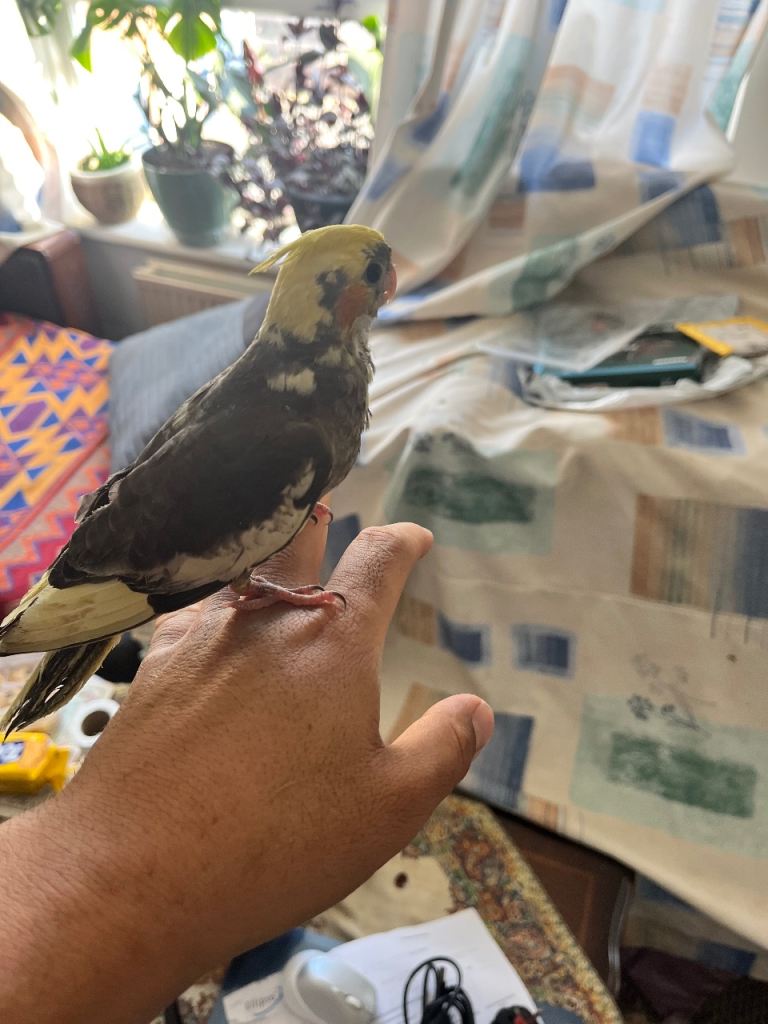 Baby cockatiels 
