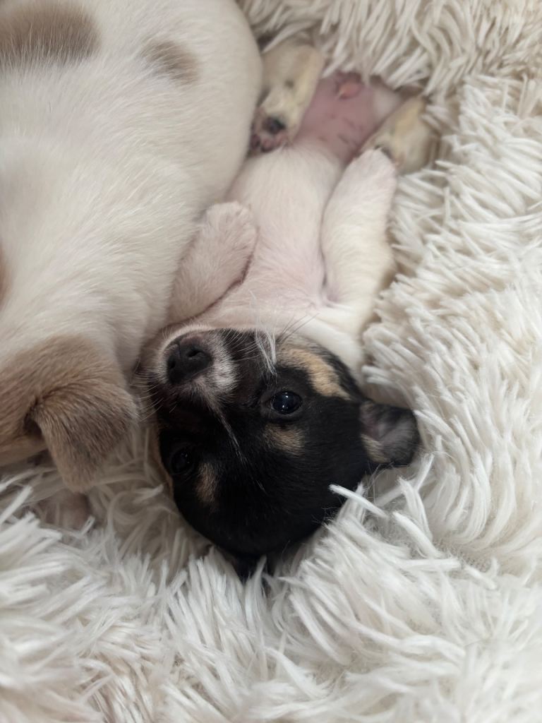 Apple head Chihuahuas short hair puppy’s ONE GIRL LEFT!!!!